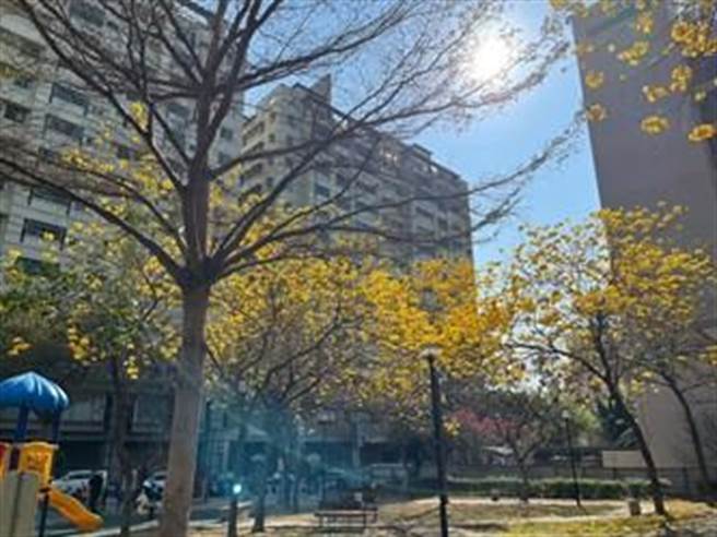 春天是黄花风铃木盛开的季节，台中市有多处赏花好景点，图为三义公园黄花风铃木盛开景致。（台中市府提供）