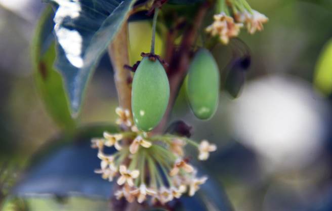 台东「桂族」农民赖荣丰种的桂花树长出罕见的果实，民眾惊呼「从没看过」 。（庄哲权摄）