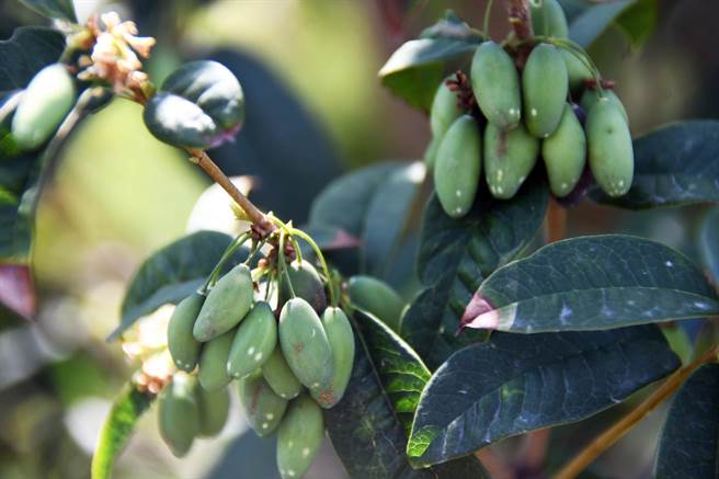 台东「桂族」农民赖荣丰种的桂花树长出罕见的果实，民眾惊呼「从没看过」 。（庄哲权摄）
