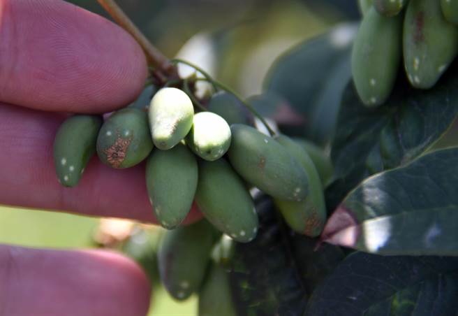 台东「桂族」农民赖荣丰种的桂花树长出罕见的果实，民眾惊呼「从没看过」 。（庄哲权摄）