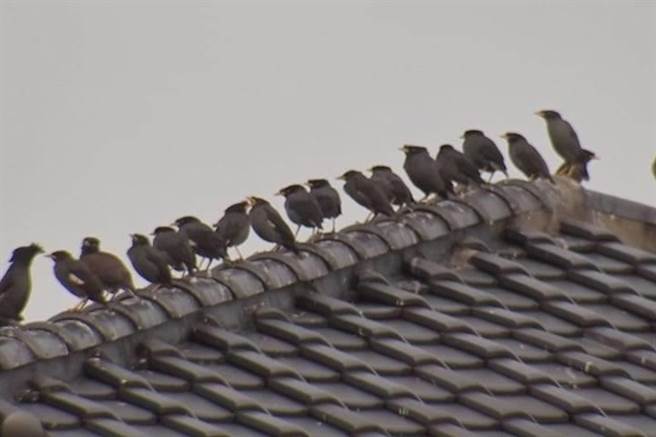 台中市大里区立元路及立中街邻近十九甲河堤，有大量八哥鸟于该地路树栖息，傍晚聚集于在住宅屋顶，叫声吵杂。（台中市议员江和树提供／潘虹恩台中传真）