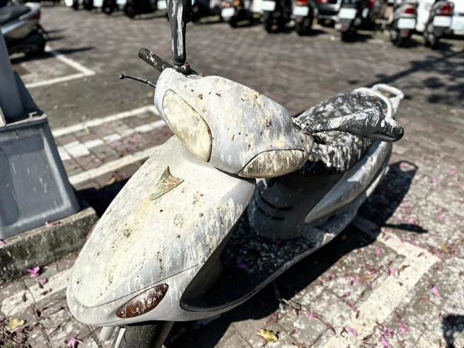 台中市大里区立元路及立中街邻近十九甲河堤，有大量八哥鸟于该地路树栖息，导致周遭停放的汽、机车频遭殃。（台中市议员江和树提供／潘虹恩台中传真）