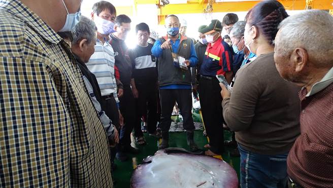 当地人因没见过、没吃过，虽对大魟鱼感到好奇，拍卖竞价时却兴致缺缺。（吴纯裕提供／吕妍庭嘉义传真）