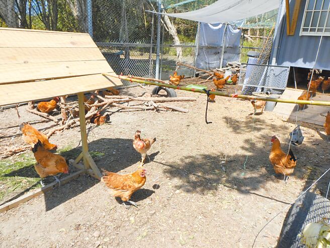 花莲君达休閒农场（见图）以友善方式饲养「Gaea格雅鸡」，获世界四大美食奖「A.A. Taste Awards全球纯粹品味评鑑」三星与二星肯定。（罗亦晽摄）