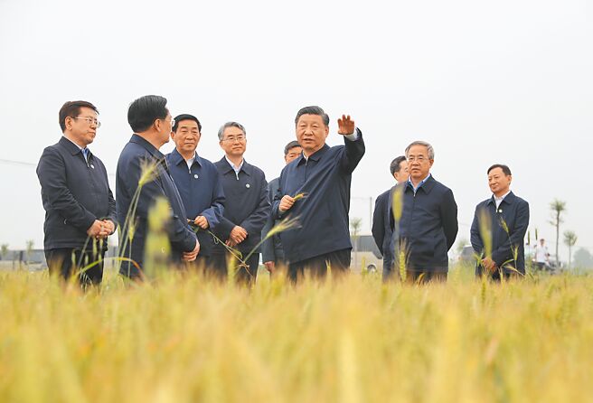向來重視糧食安全的習近平形容，「能不能吃上菜就是政治」。圖為習近平於麥田察看小麥長勢，了解夏糧生產情況。（新華社）