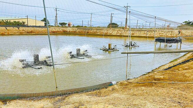 年度鳗苗捕捞季结束，今年全台捕捞量约1.8公吨，就养殖业者看来「少得可怜」，鳗苗量少，外销订单几乎没有，衝击业者放养意愿，全嘉义县剩不到10户鳗鱼养殖户。（张建成提供／吕妍庭嘉义传真）
