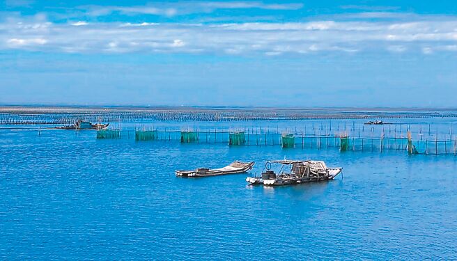 年度鳗苗捕捞季结束，今年全台捕捞量约1.8公吨，嘉义沿海甚至捕不到6万尾，比去年大减近27万尾。（张建成提供／吕妍庭嘉义传真）