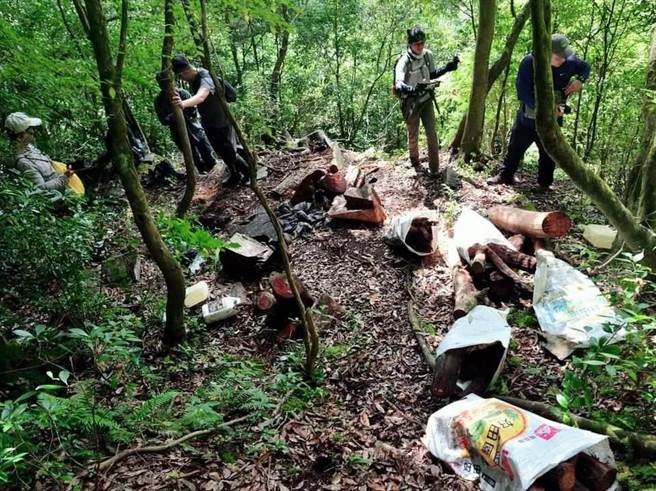 志工协助发现盗伐现场。（东势林管处提供）