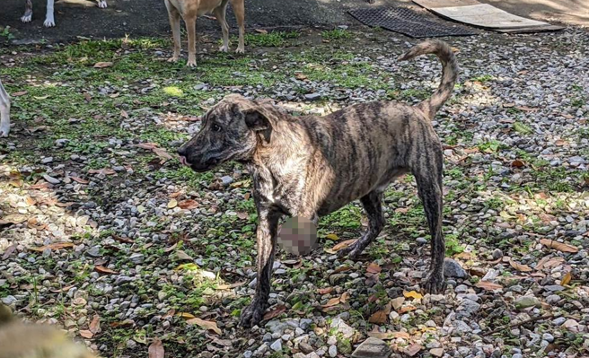 秀林乡水源村附近，已发生多起的山猪吊陷阱伤狗事件，有的寻声救回，成了跛脚犬。（县议员杨华美办公室提供）