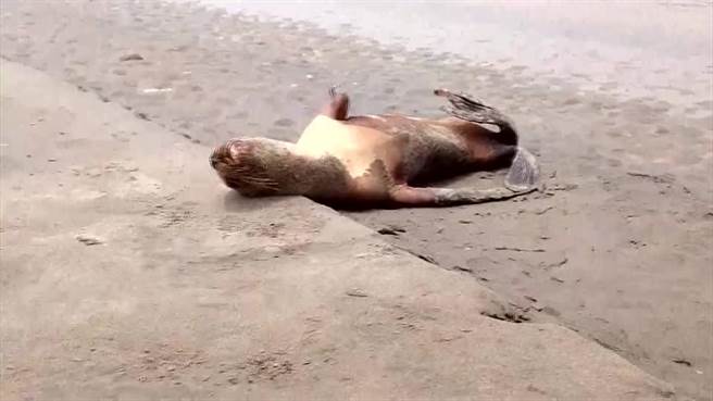 秘鲁当局消息指称，自去年11月以来该国爆发禽流感，秘鲁海滩上有3500只海狮死亡。（路透社）