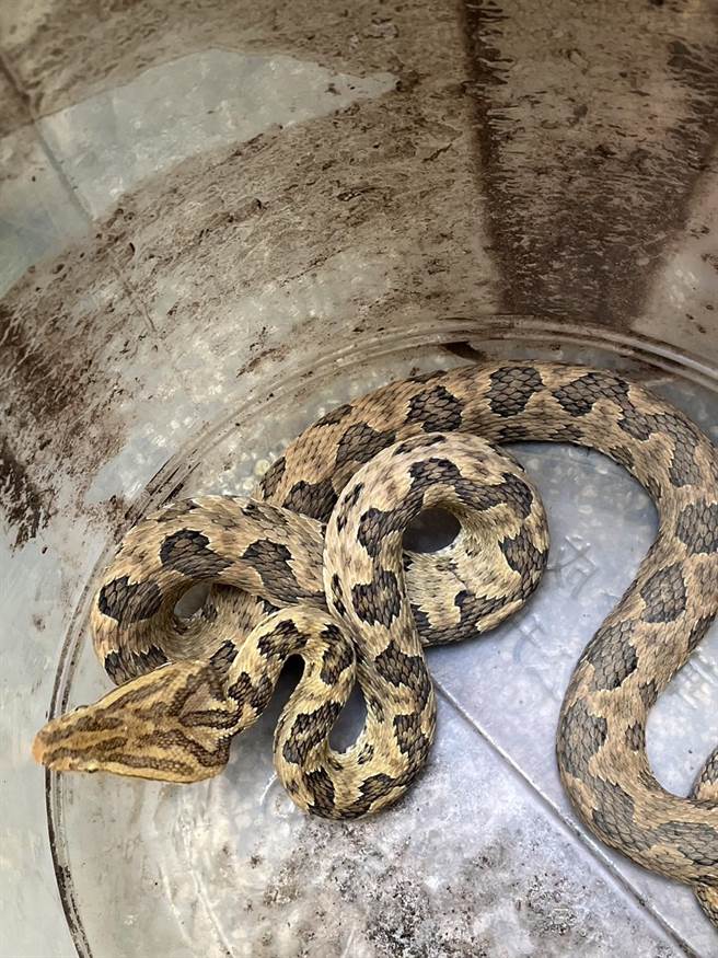 桃园市消防局龟山分队连两日即捕获两条龟壳花，一条是由捕蜂抓蛇大队至民眾家捕获，另一条则是由民眾捕获送至龟山消防队。（翻摄照片）