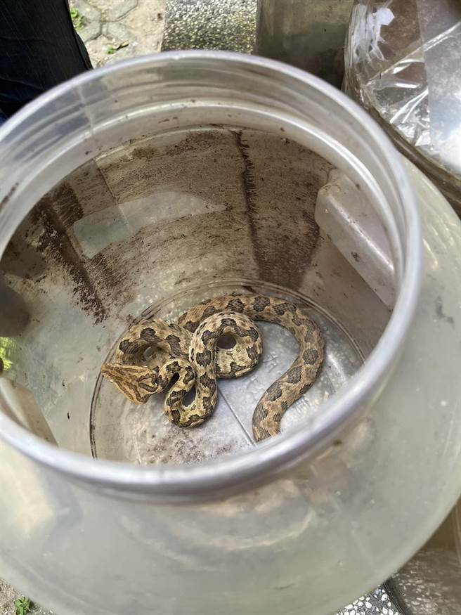 桃园市消防局龟山分队连两日即捕获两条龟壳花，一条是由捕蜂抓蛇大队至民眾家捕获，另一条则是由民眾捕获送至龟山消防队。（翻摄照片）