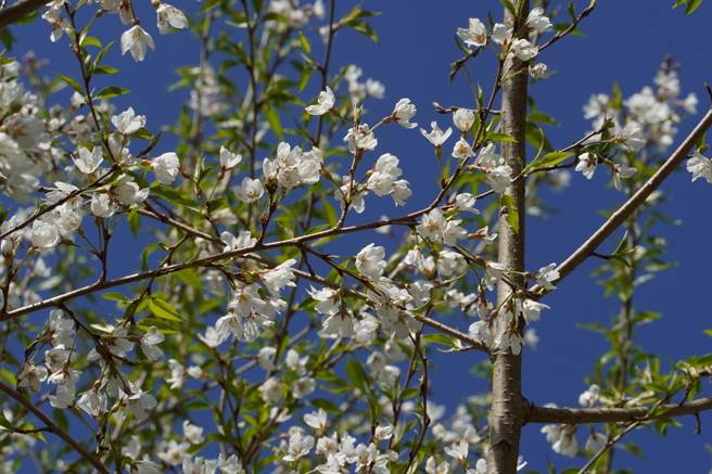 观雾森林游乐区内的雾社大樱王即将在下周进入盛开期。（新竹林管处提供／谢明俊苗栗传真）