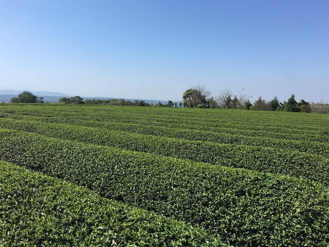 桃园龙潭茶农忧老天不下雨，今年春茶产量恐锐减。(吕筱蝉摄)