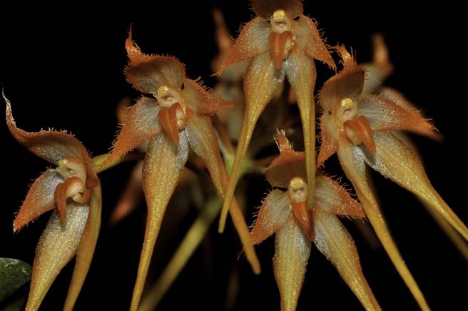 台灣捲瓣蘭。（北市動物園提供）