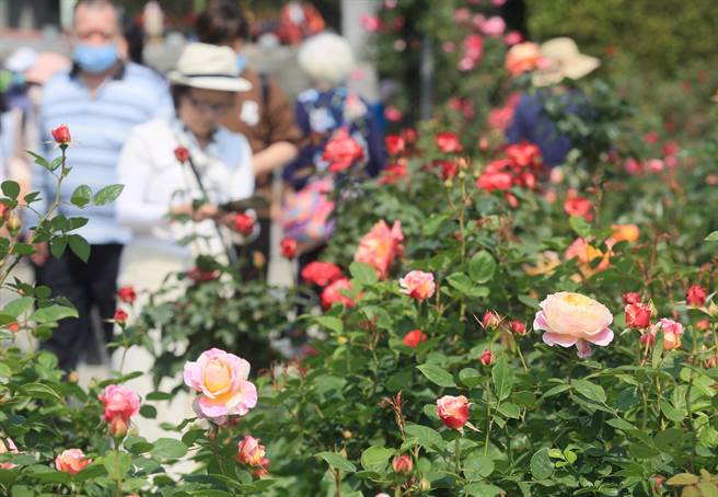 台北玫瑰园内栽植超过800种玫瑰，目前园内的玫瑰陆续盛开。（张铠乙摄）