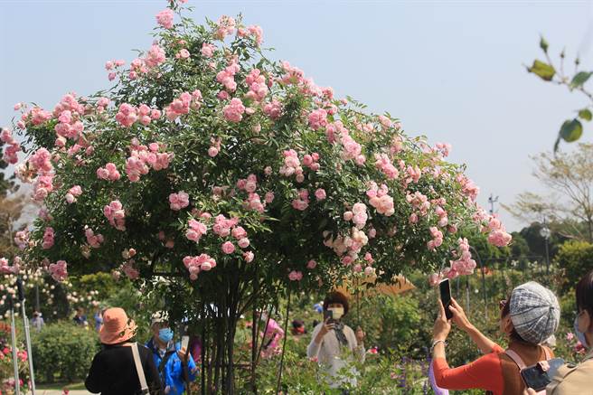 台北玫瑰园内栽植超过 800 种玫瑰，目前园内的玫瑰陆续盛开。（张铠乙摄）