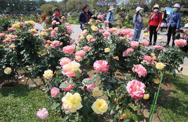 台北玫瑰花展8日登场，逾800个品种玫瑰花与玫瑰花海超吸睛。（张铠乙摄）