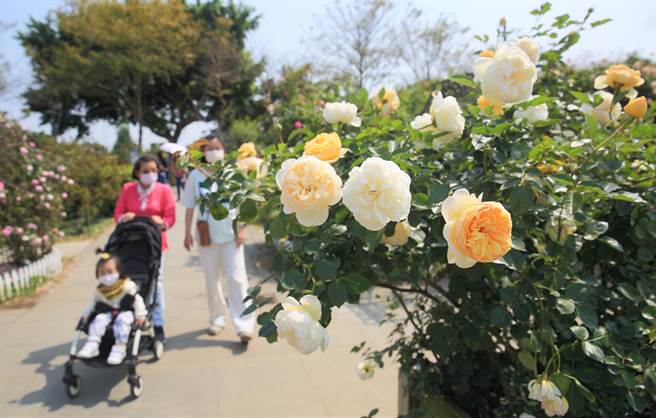 台北玫瑰花展8日登场，逾800个品种玫瑰花与玫瑰花海超吸睛。（张铠乙摄）