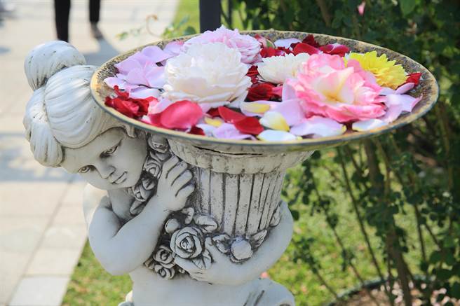 台北玫瑰花展8日登场，逾800个品种玫瑰花与玫瑰花海超吸睛。（张铠乙摄）