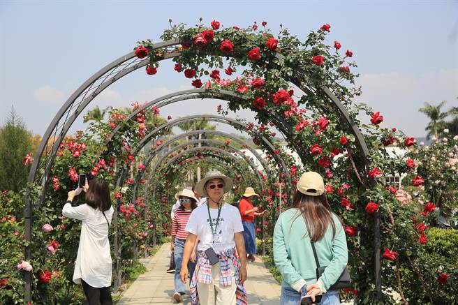 台北玫瑰园的最大亮点，就是「玫瑰花拱门」，浪漫造景成为最夯拍照点。（张铠乙摄）