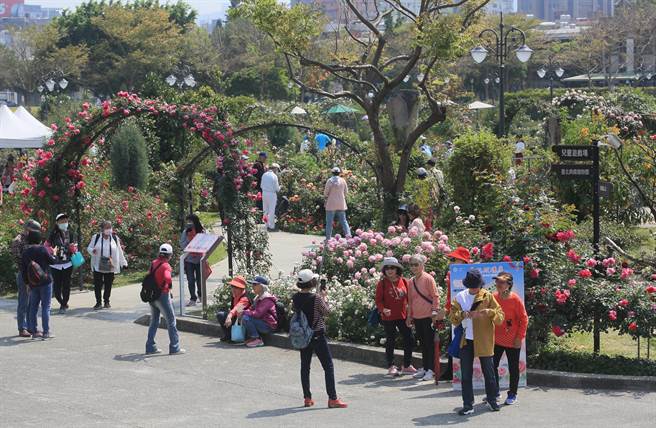 2023台北玫瑰花展8日登场，逾800个品种玫瑰花与玫瑰花海超吸睛。（张铠乙摄）