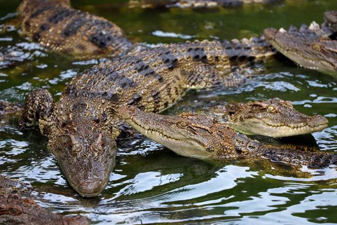 鱷魚恐怖的外表與利牙，讓一般人相當恐懼。(示意圖／shutterstock)