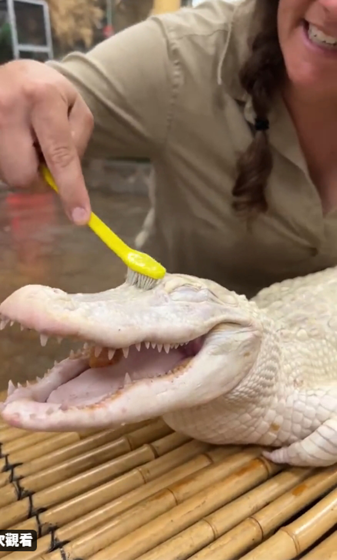 工作人員拿著牙刷幫白化鱷魚洗澡，鱷魚意外露出「爽到飛天」的表情。 (圖／影片截圖)