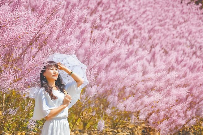 中寮麝香木粉紫色的花满开，放眼望去彷佛「粉红山丘」，十分梦幻，吸引游客造访拍网美照。（南投县政府提供／杨静茹南投传真）