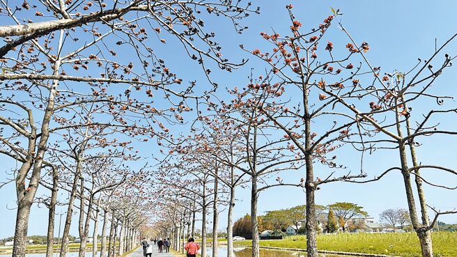 适逢春暖花开，台南白河林初埤木棉树出现一颗一颗的花苞，有些已开得火红。（张毓翎摄）