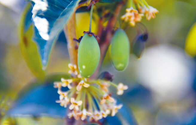 台東「桂族」農民種的桂花樹長出罕見的果實，民眾驚呼「從沒看過」 。（莊哲權攝）