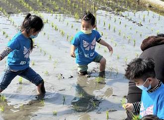 返鄉青農自創品牌「冷泉米」 邀學童體驗插秧推食農教育