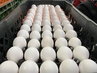 蛋荒不見好轉！ 蛋雞周減33萬隻、雞蛋日產量跌破11.2萬箱