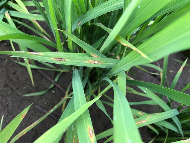 花莲区农业改良场近期发现有秧苗出现稻热病，呼吁育苗场即可施药防治，并请农友巡田时多加留意以利即时处理，避免病害蔓延。（花莲区农业改良场提供／罗亦晽花莲传真）