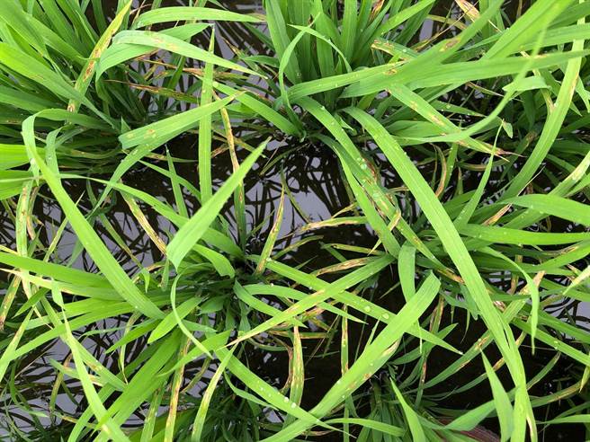 花莲区农业改良场近期发现有秧苗出现稻热病，呼吁育苗场即可施药防治，并请农友巡田时多加留意以利即时处理，避免病害蔓延。（花莲区农业改良场提供／罗亦晽花莲传真）