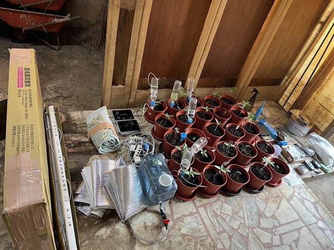 查获之大麻植株及种子。（基隆市警察局提供／徐佑升基隆传真）