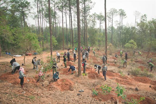 金管处选用自有苗圃培育植栽，种下豆梨、樟树、潺槁树等约233株原生树种，为守护地球尽一份心力。(图／金管处提供)