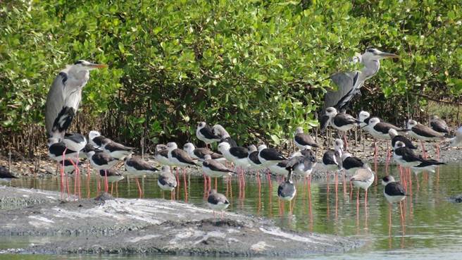 早年环盟承租农地兴建2间赏鸟屋与1处赏鸟平台，曾是热门的环境生态教室。(彰化县环保联盟提供／吴建辉彰化传真)