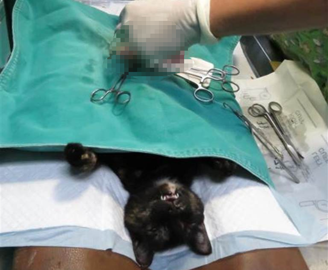 台南市政府农业局呼吁饲主应配合政策将饲养的犬猫绝育，以免触法遭受处罚。（台南市政府农业局提供／张毓翎台南传真）