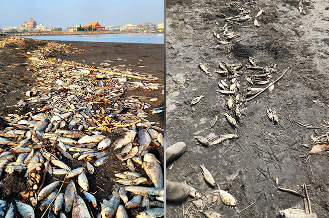 汕尾渔港外出现大量鱼尸，右图为因经过多日已成鱼乾。（市议员王耀裕服务处提供／高雄洪靖宜传真）