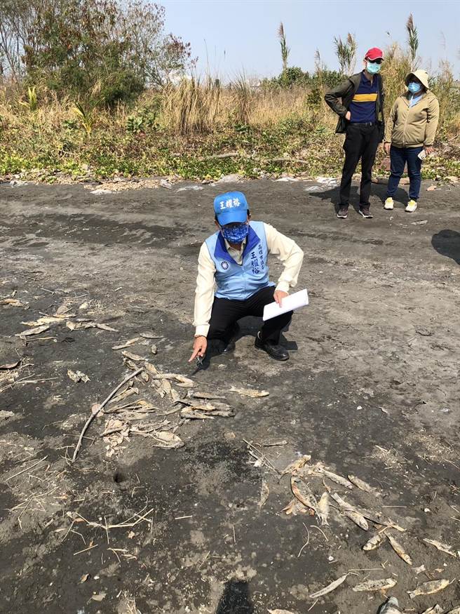 汕尾渔港外出现大量鱼尸，市议员王耀裕与相关单位到场会勘。（市议员王耀裕服务处提供／高雄洪靖宜传真）