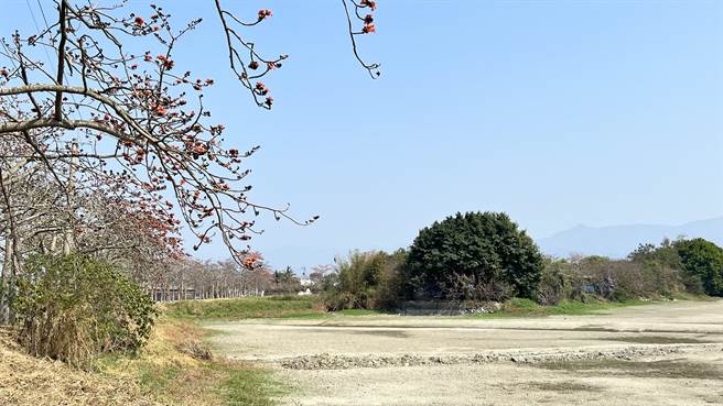 受到乾旱影响，台南市白河林初埤几乎乾涸见底，使得花海配湖水之景不復见。（张毓翎摄）