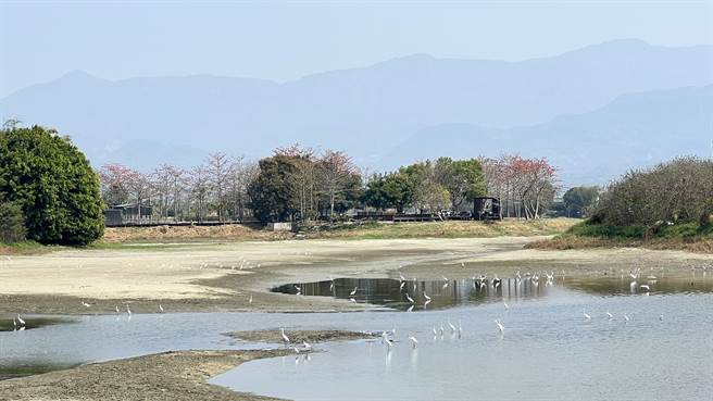 林初埤露出大片乾涸龟裂土地，可见白鹭鸶等鸟类飞到浅滩捕食鱼虾。（张毓翎摄）
