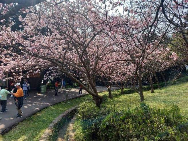 阳明山花季花况正好。（台北市公园处提供／李奇叡台北传真）