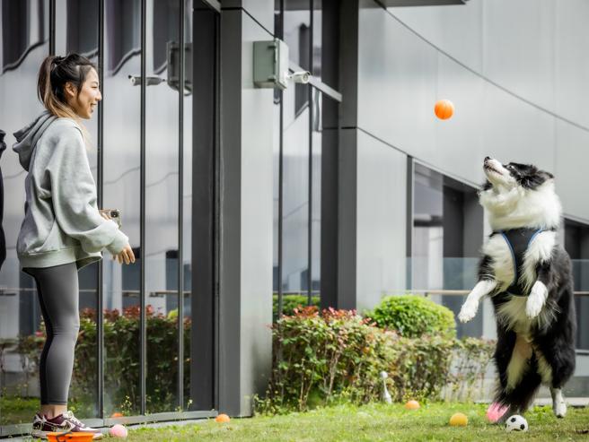 sneaKOut BAR让饲主与爱犬在户外酒吧草地玩乐。（台北大直英迪格酒店提供）