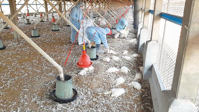 彰化县大城乡1场蛋中鸡场感染新型H5N1亚型高病原性禽流感病毒，彰化县动防所防疫人员8日共计扑杀8011只蛋中鸡。（彰化县动物防治所提供／吴敏菁彰化传真）