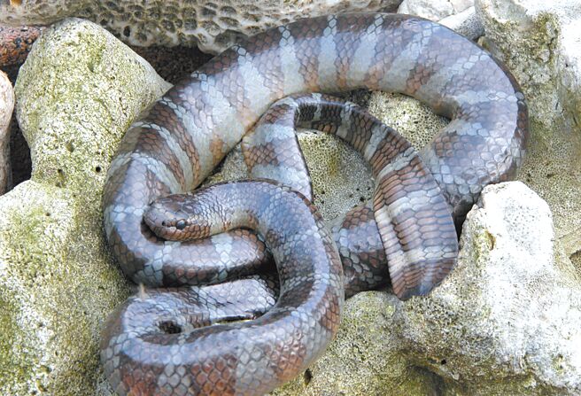 阔带青斑海蛇是兰屿最常见的海蛇。（杜铭章提供／庄哲权台东传真）