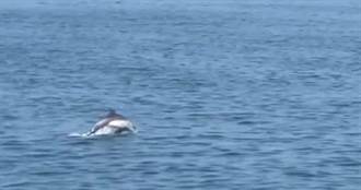高雄港「嬌客」現身！ 30多隻海豚躍水面 民眾嗨翻：超近的