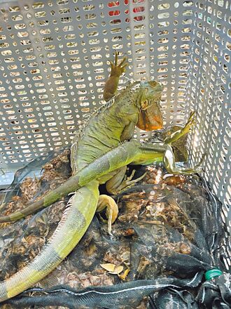 綠鬣蜥入侵民宅 台南去年抓6000多隻