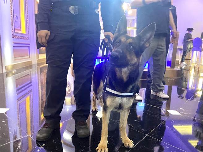 警方的緝毒犬成功萌翻小姐與酒客，紛紛嬌喊「超可愛」！（楊舒婷攝）